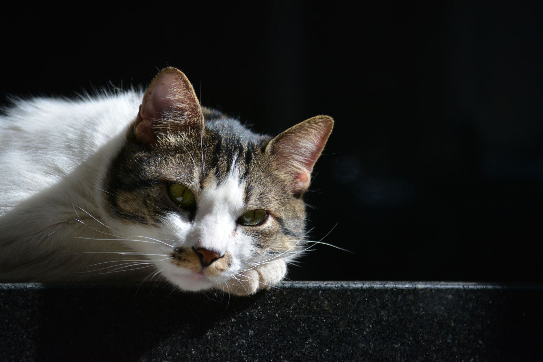 Healthcare and wellness consultation for a cat