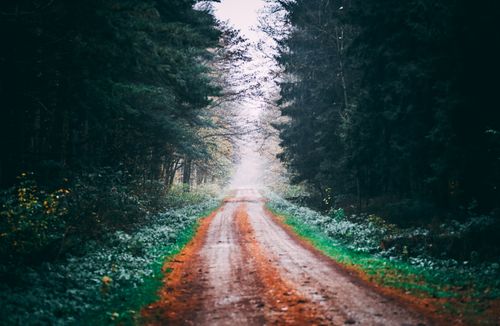 Free A misty dirt road through a lush forest in Croatia captures a tranquil natural scene. Stock Photo