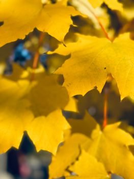 A detailed view of bright yellow maple leaves during fall, highlighting seasonal beauty.