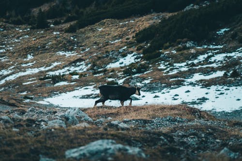 Ilmainen kuvapankkikuva tunnisteilla eläin, eläinkuvaus, flunssa