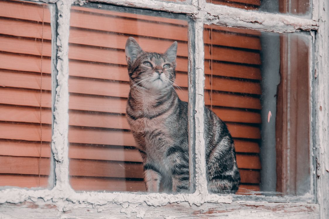 A Tabby Cat Behind the Glass Window · Free Stock Photo
