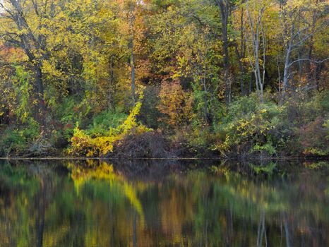 quiet reflection