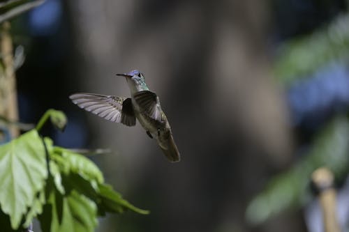 Fotobanka s bezplatnými fotkami na tému kolibrík, lietanie, vtáčí