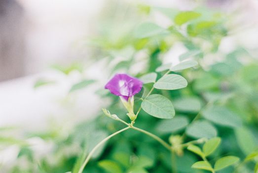 Purple Flower in Close Up Photography