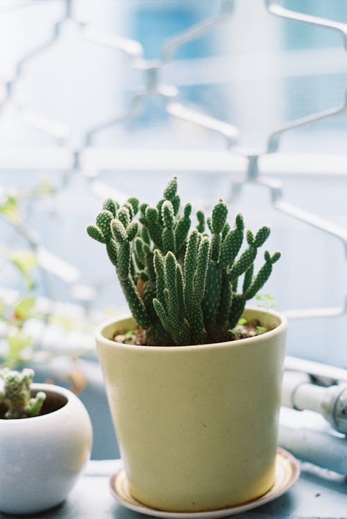 Green Cactus Plant in Yellow Pot