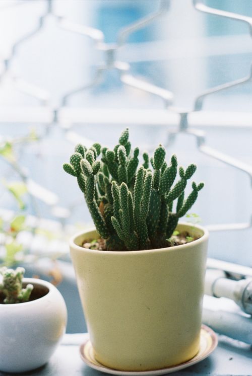 Free A close-up view of a cactus in a yellow pot placed on a balcony railing. Stock Photo