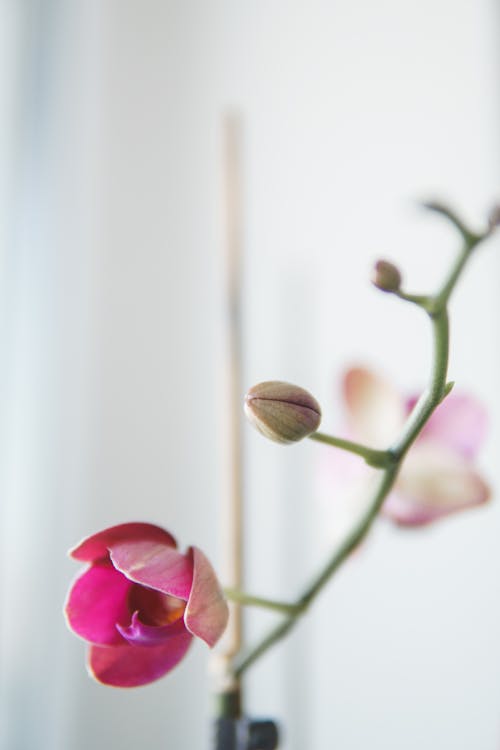 無料 つぼみ, ピンクの花, 咲くの無料の写真素材 写真素材