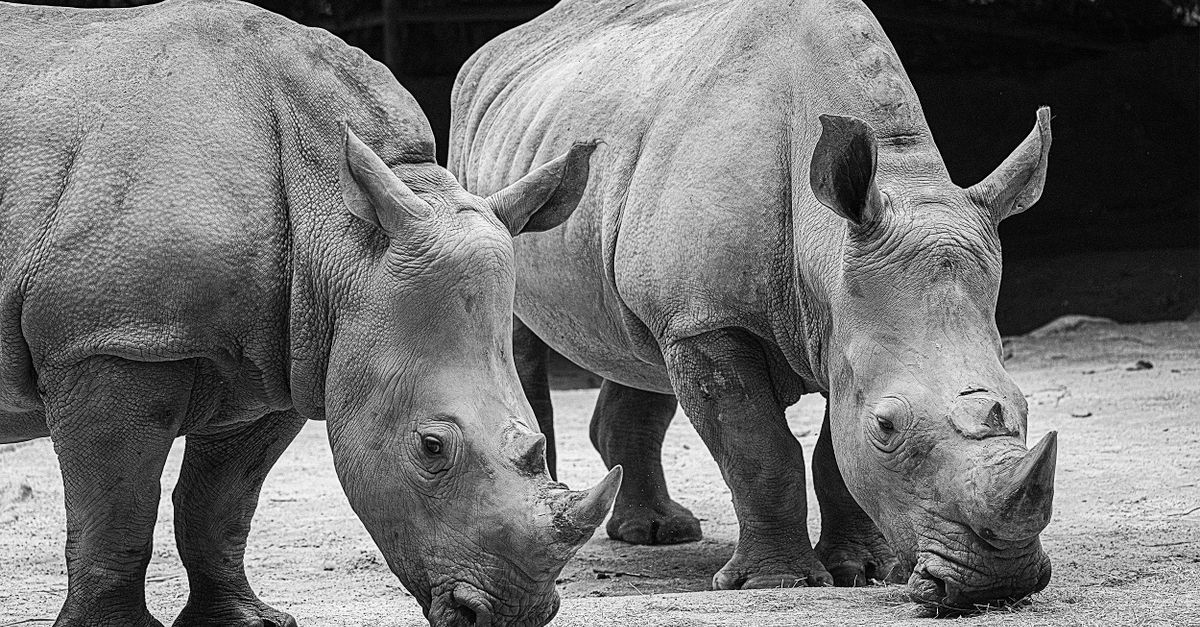 Safari nocturne et zoo de Singapour