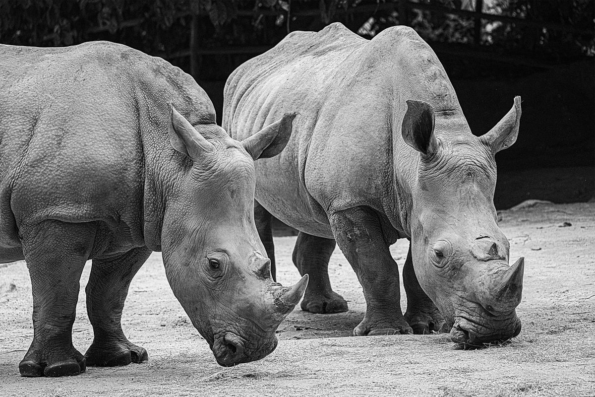 Mandai Wildlife Reserve (Singapore Zoo & Night Safari)