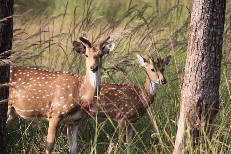 Chital Deers On Grass Field 