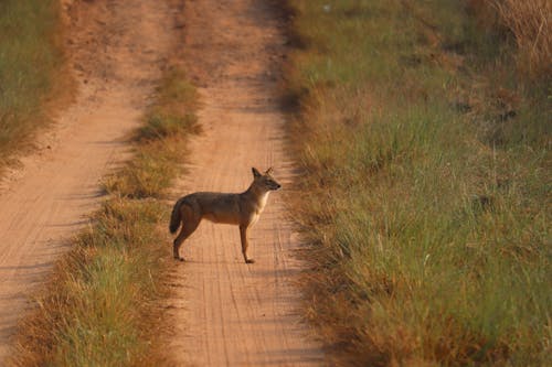 Photos gratuites de animal, chacal, chemin de terre