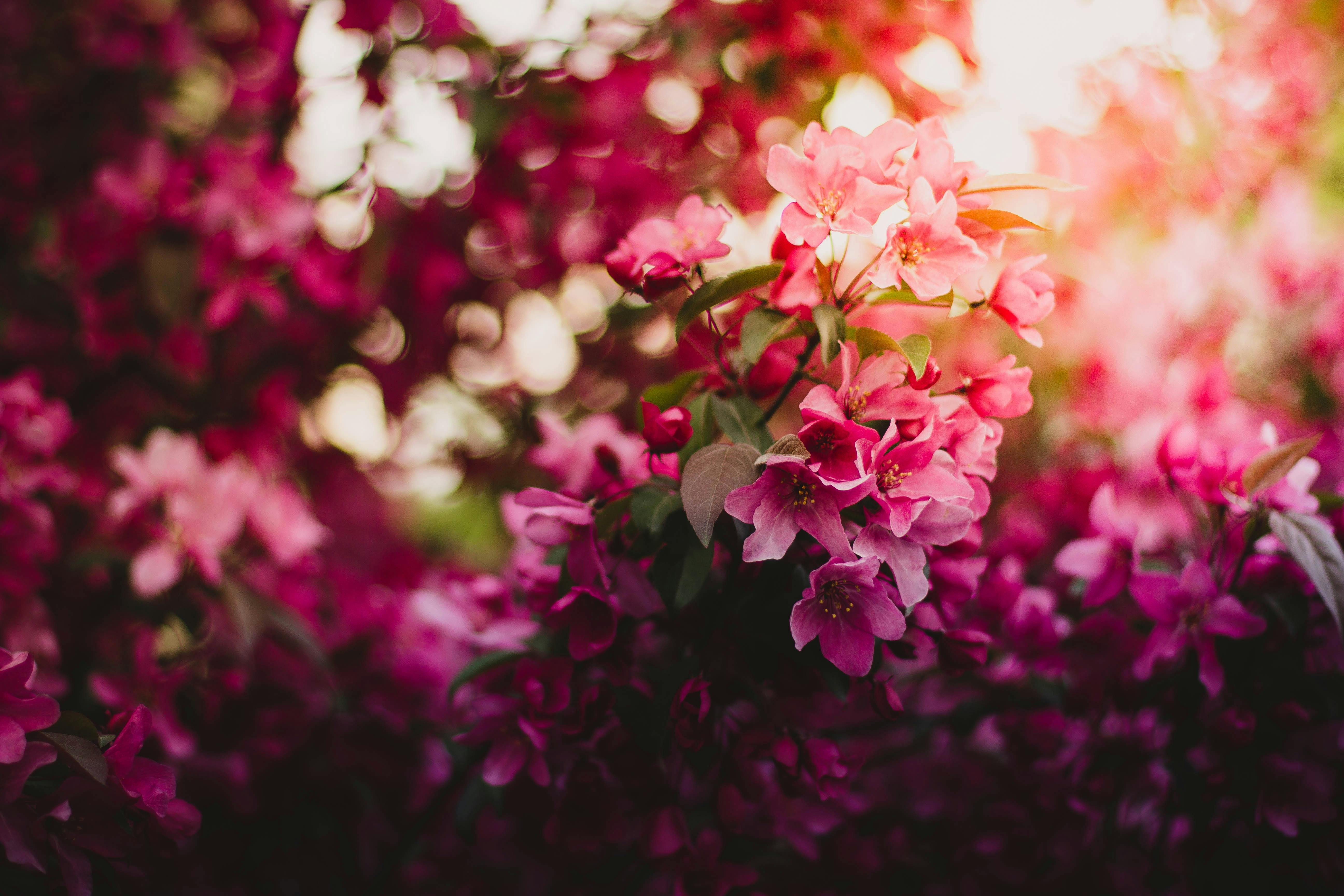 pink and green flower wallpaper