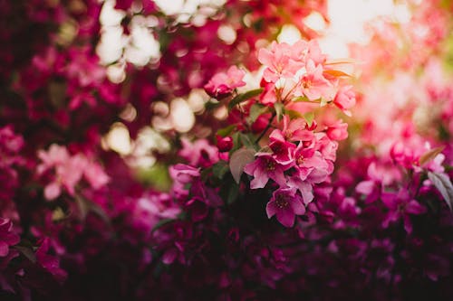 Free 白天的粉红色绿色和紫色花朵 Stock Photo