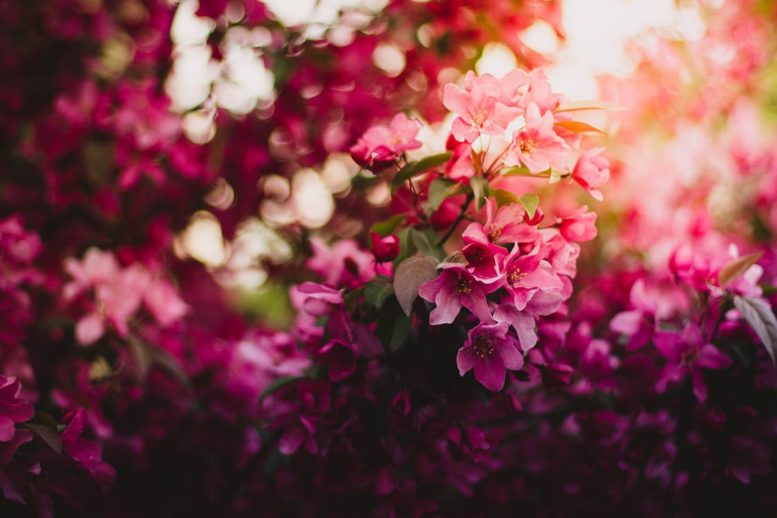 무료 낮 동안 분홍색 녹색과 보라색 꽃 스톡 사진
