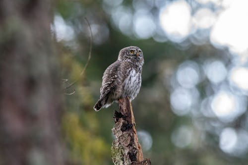 Close-Up Shot of a Eurasian Pygmy Owl