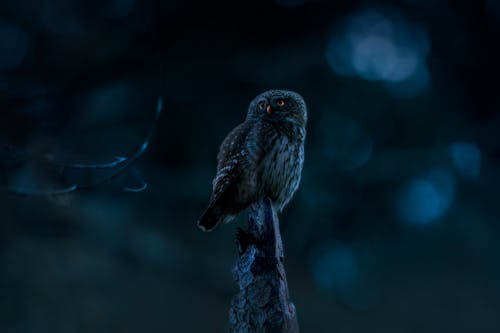Owl on Tree Branch