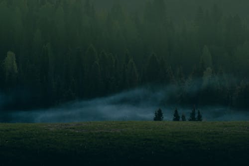 Foto profissional grátis de árvores, fundo da floresta, grama