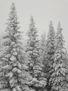 Snow-laden pine trees create a serene winter landscape in a forest setting.