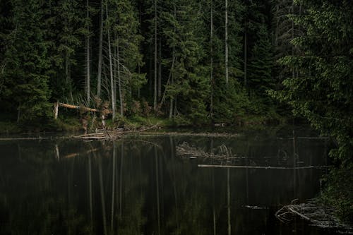 ナチュラル, 森の中, 森林の無料の写真素材