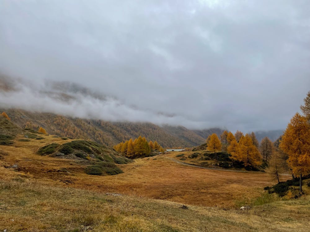 Photos gratuites de arbres, aube, automne