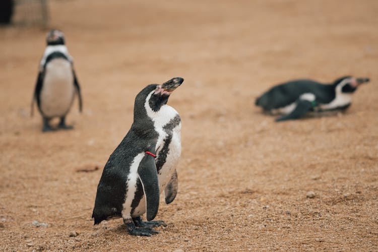 Penguins On Sand In Zoo 