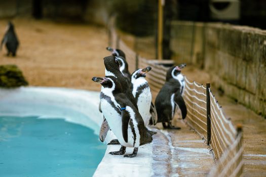 A group of penguins standing near a pool edge in a zoo exhibit, ready to swim.