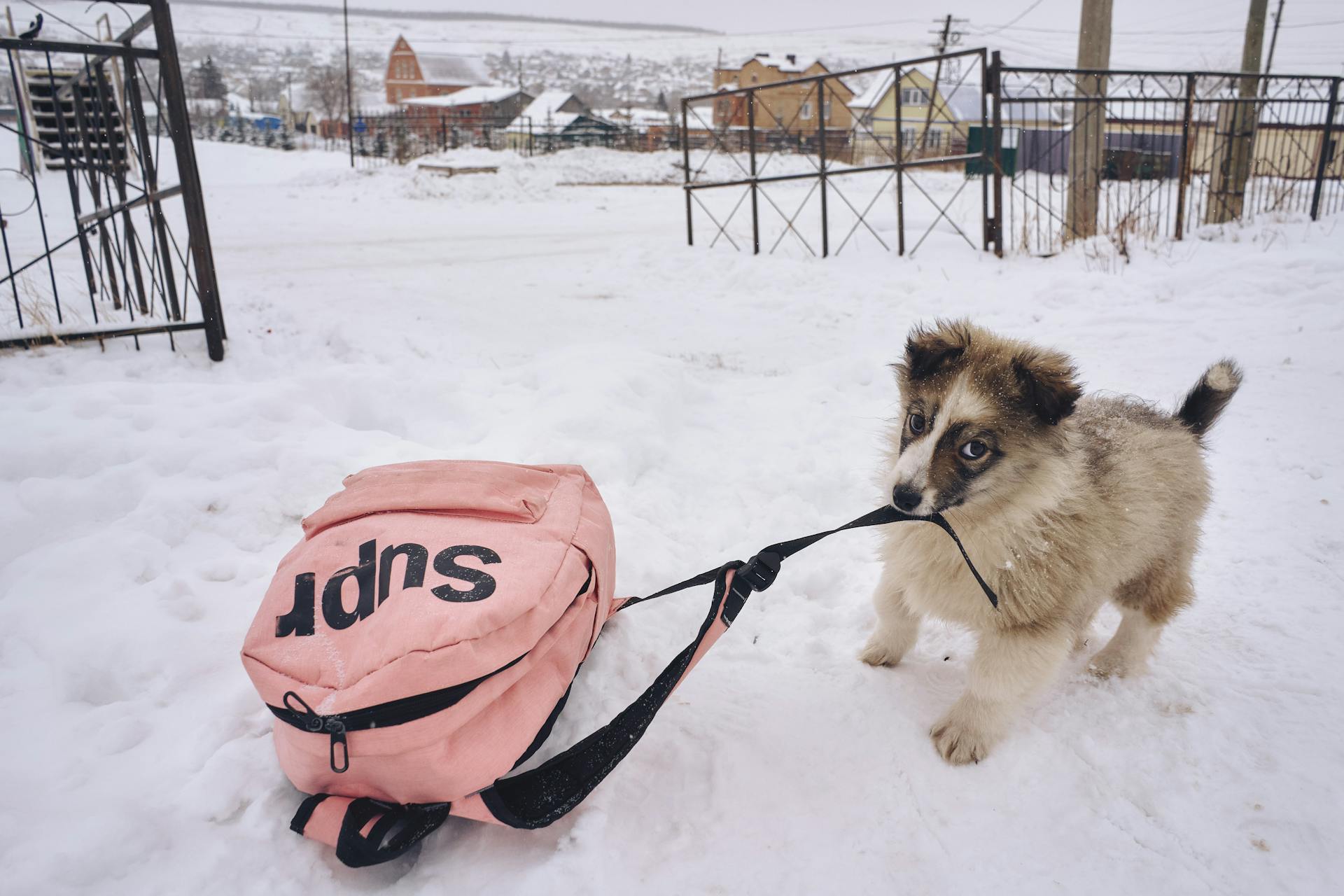 Brown and Black Long Coated Dog Biting a Backpack