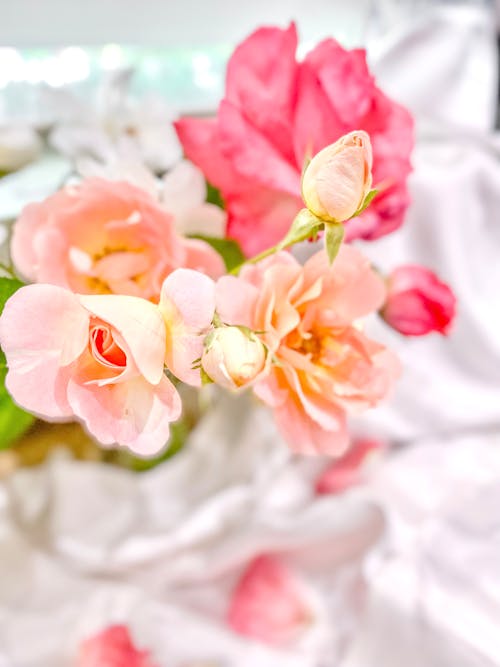 Pink Garden Roses with Buds 