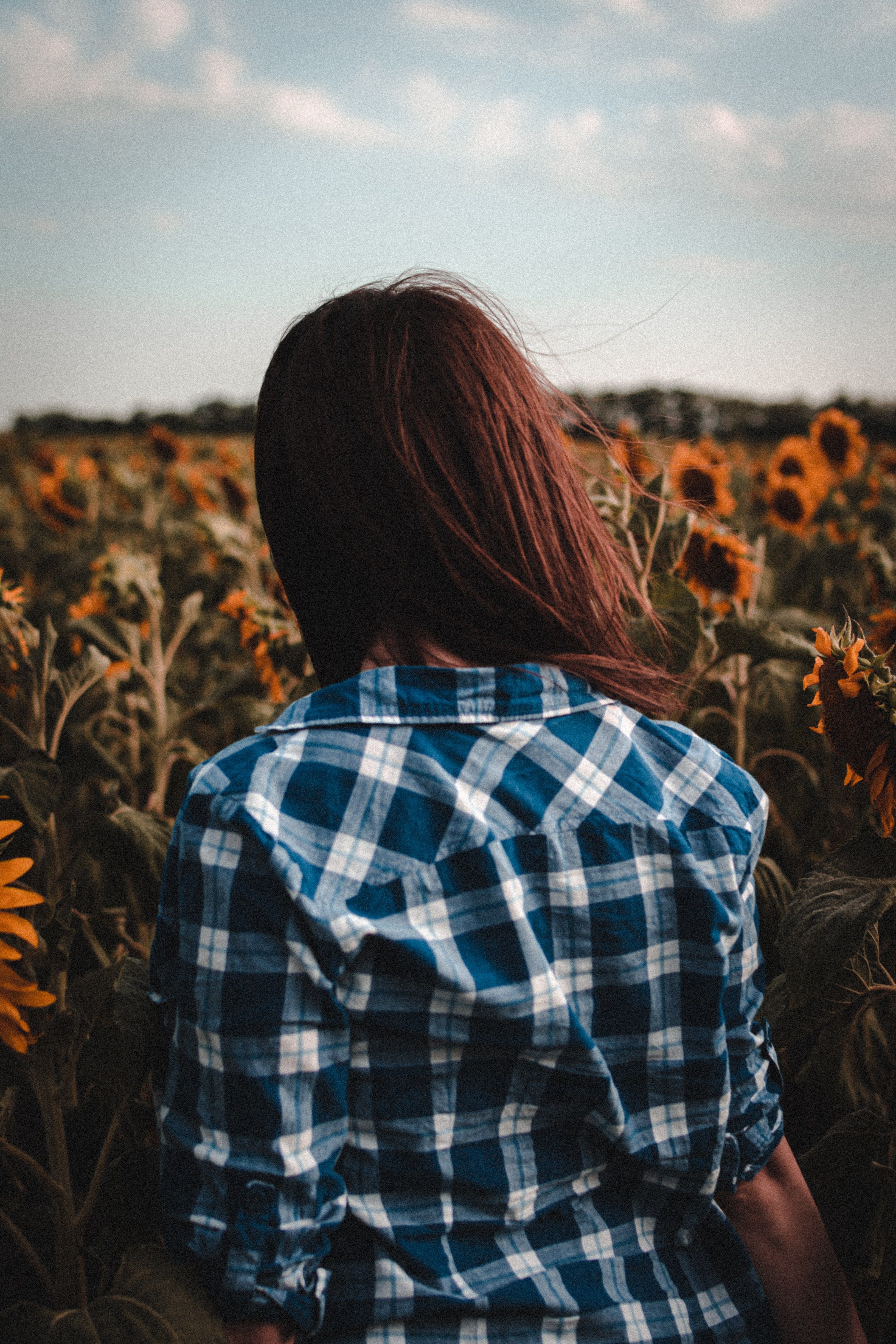 A Woman in a Sunflower Field · Free Stock Photo