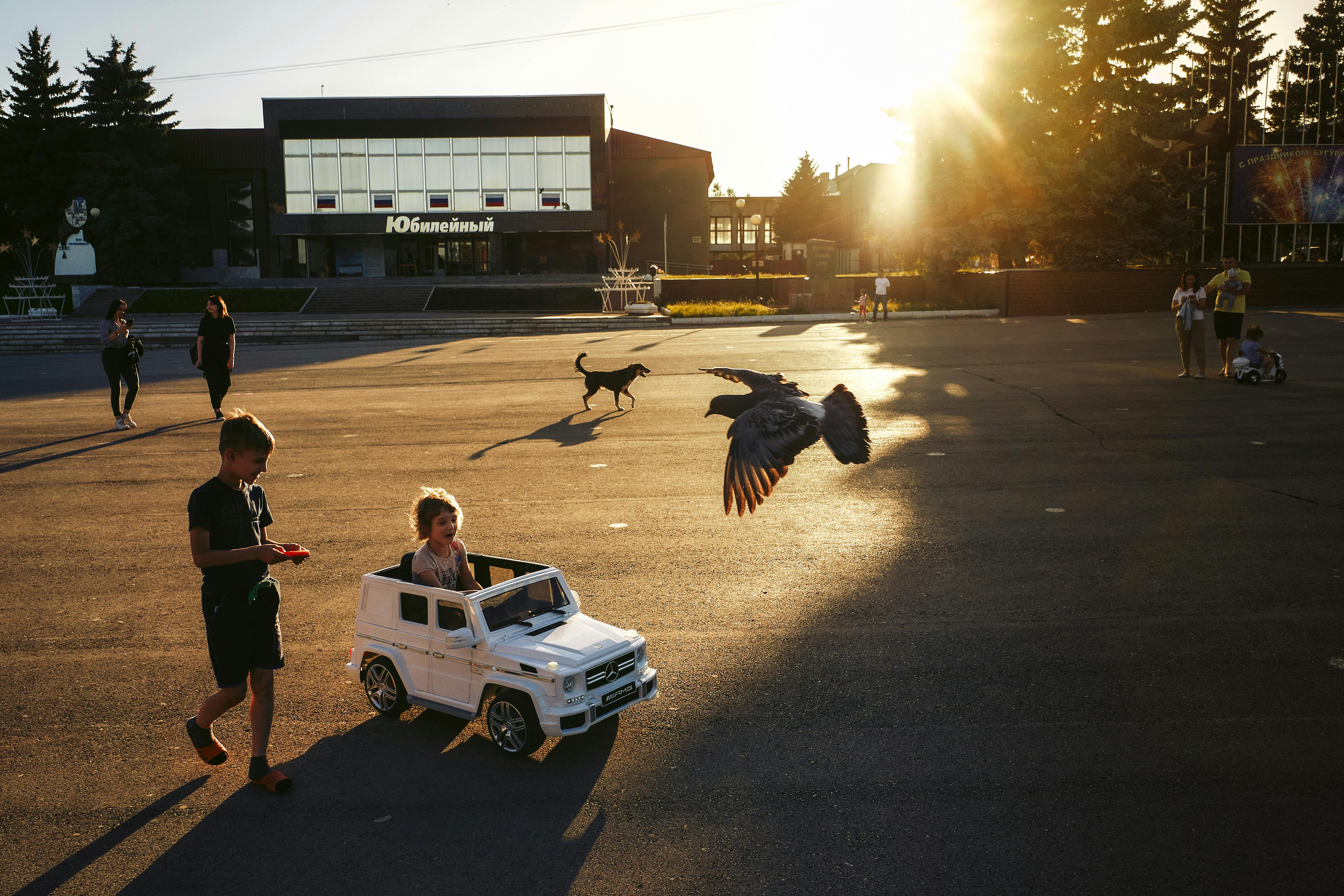 The Mini Walrus Dog: A Comprehensive Guide to this Charming Hybrid