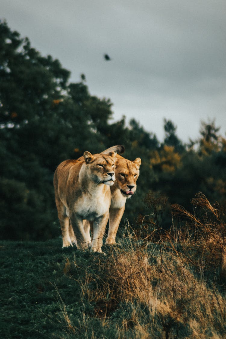 Lions Walking On Grass Field