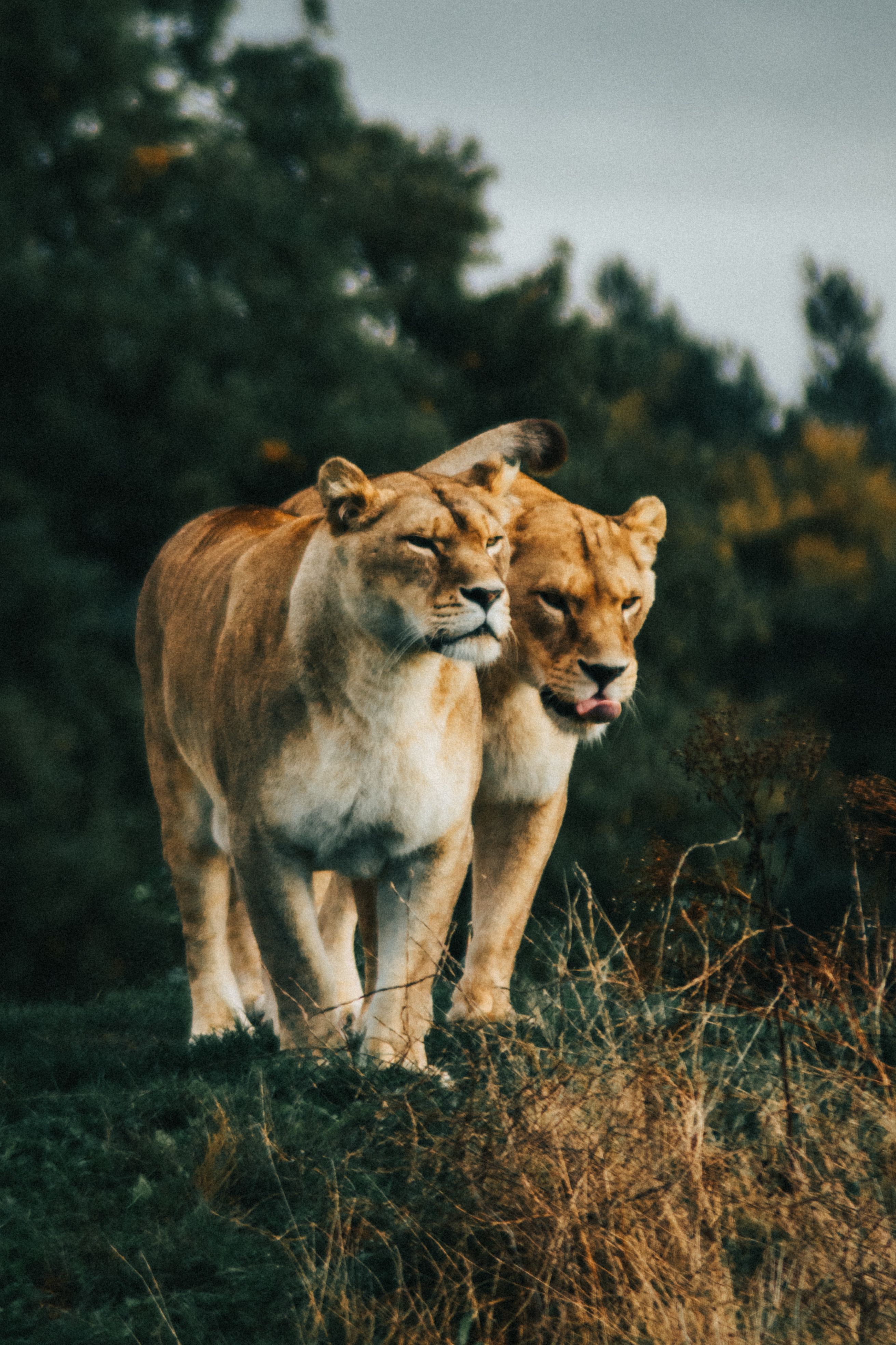 Two lions walking together in their natural habitat, showcasing wildlife majesty.