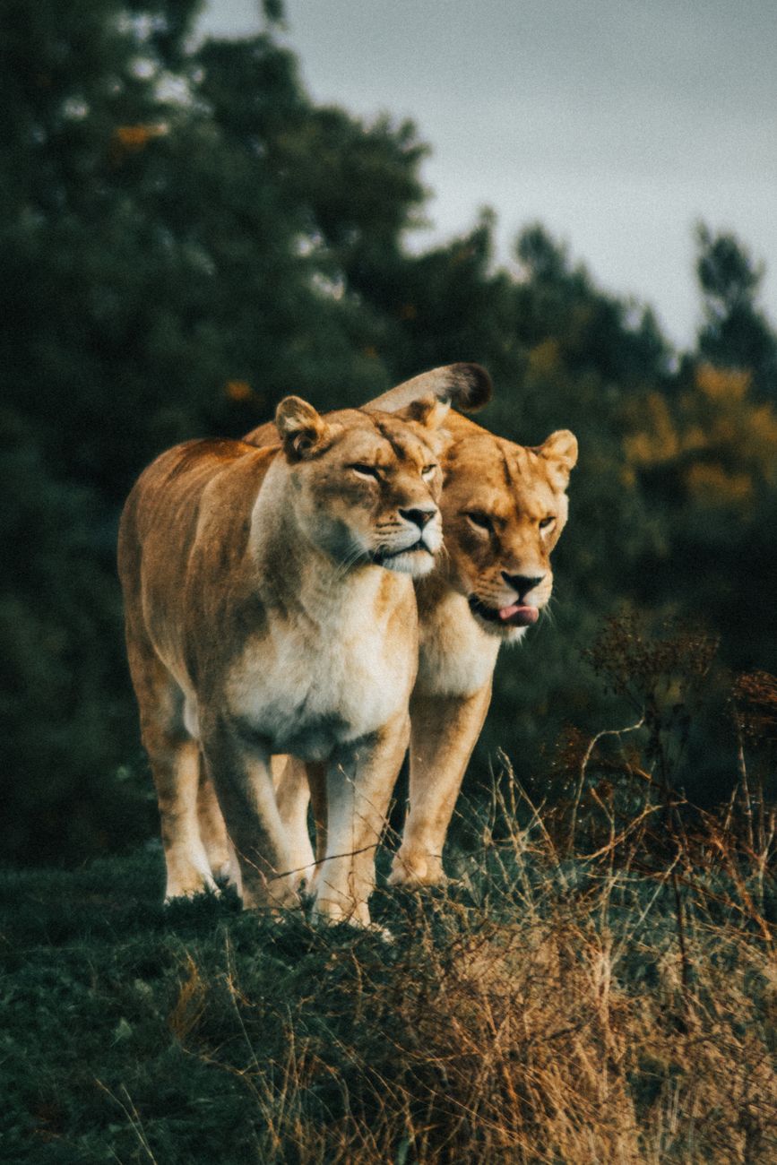 Two lions walking together in their natural habitat, showcasing wildlife majesty.