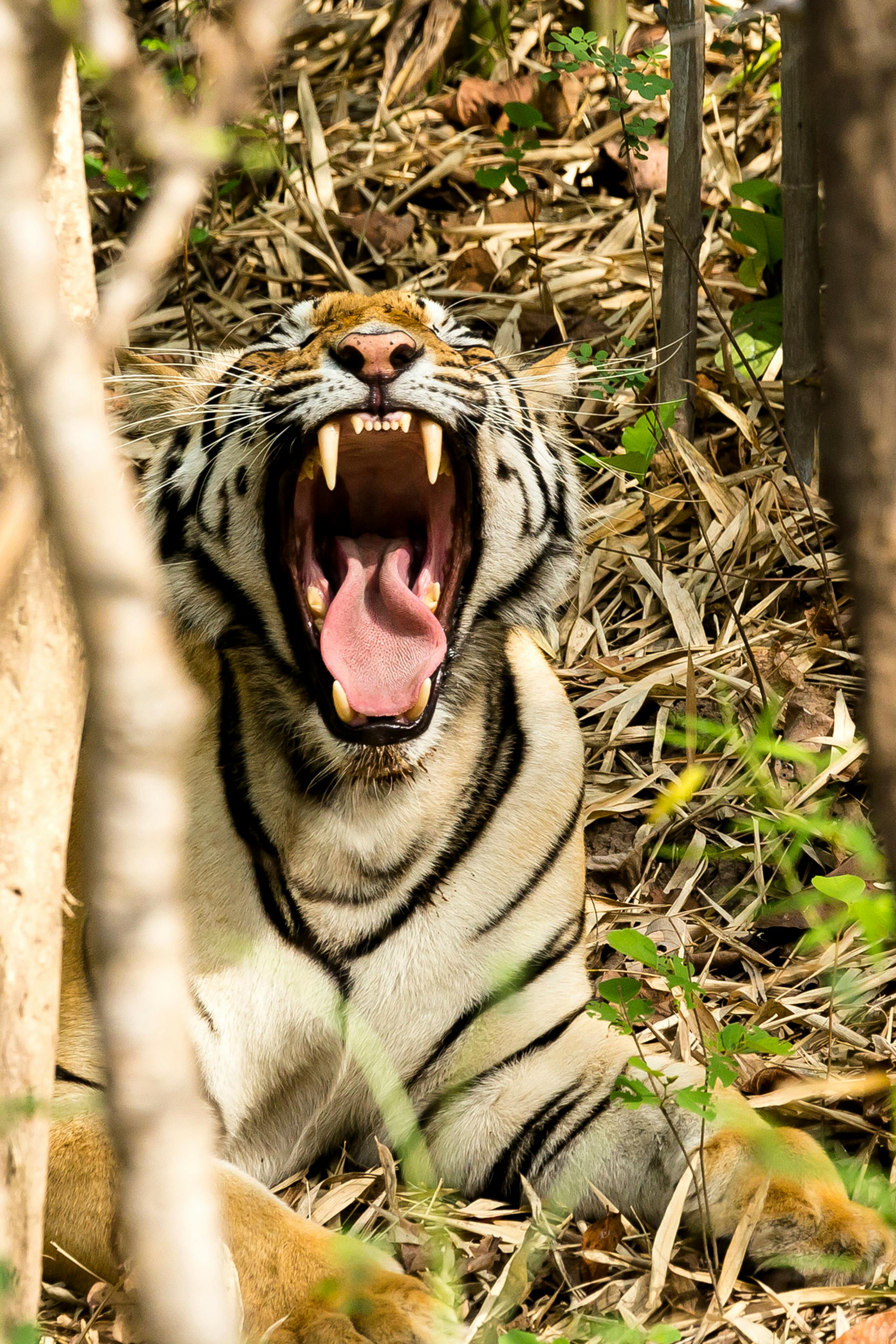 Tiger Roaring Photos, Download The BEST Free Tiger Roaring Stock Photos ...