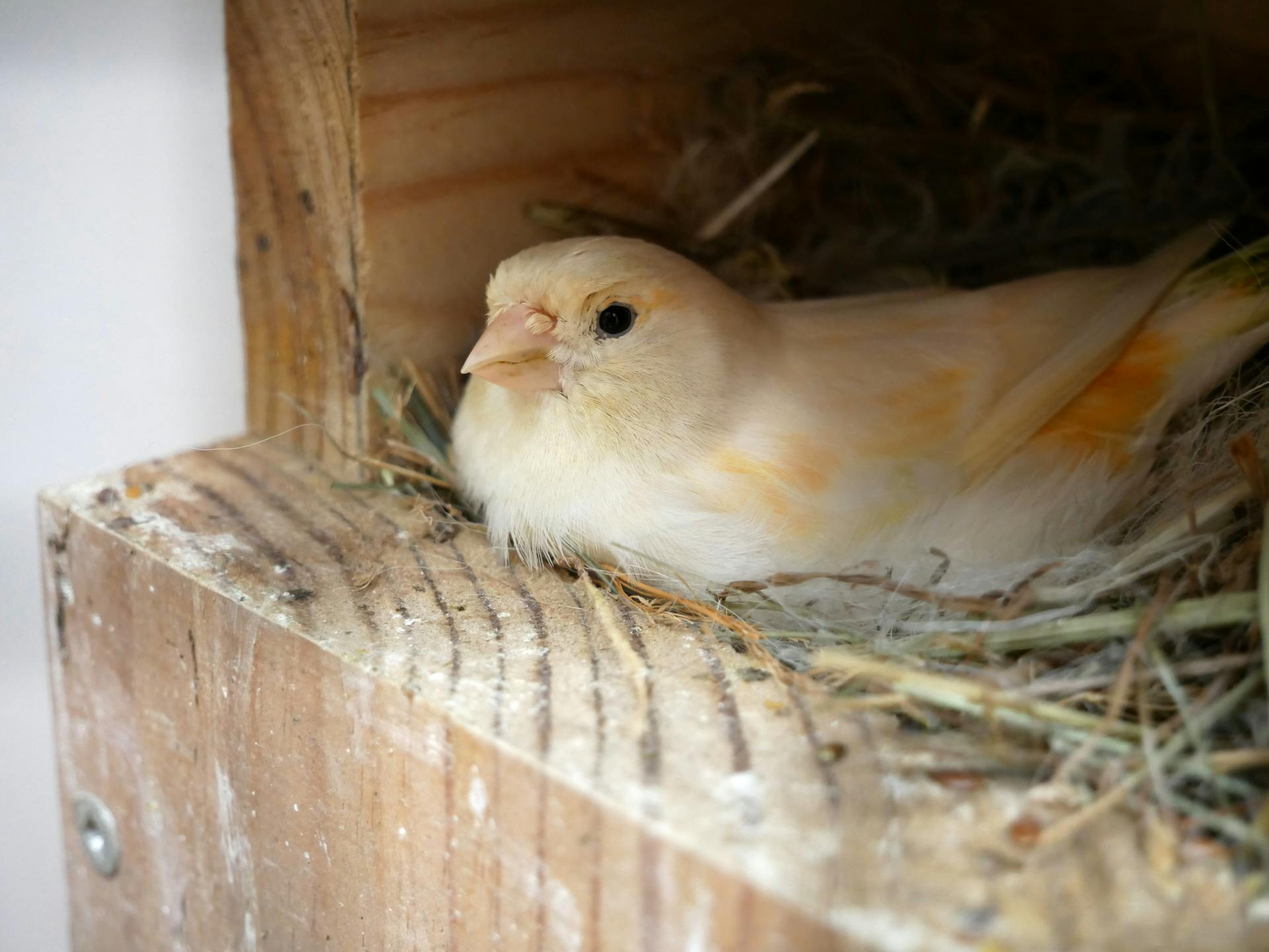 Canary Bird on Wooden Nest