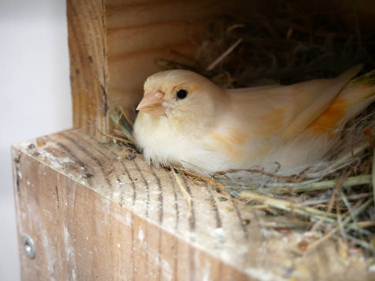 Canary Bird On Wooden Nest 