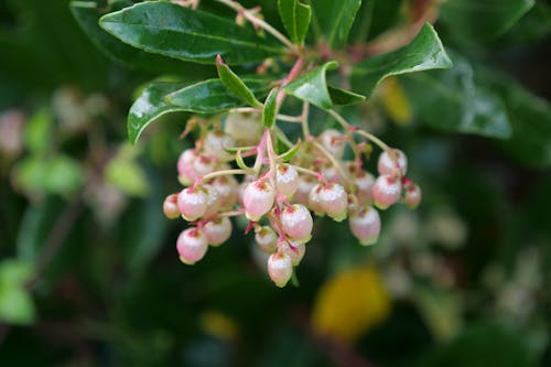 Close-Up Photograph of Wet Flowers