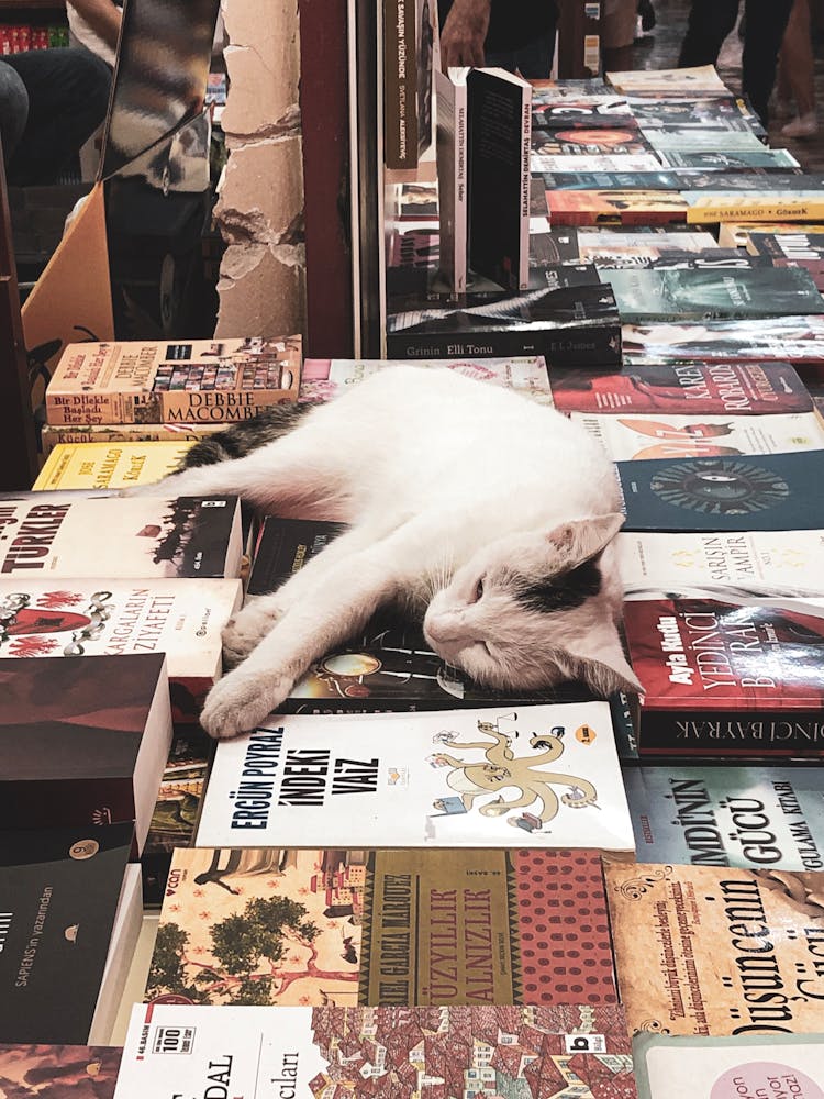 A Cat Sleeping On A Pile Of Books