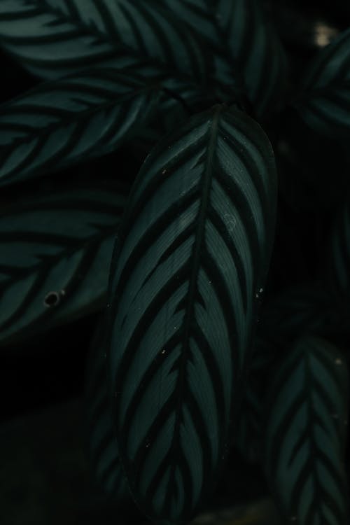 
A Close-Up Shot of Green Leaves