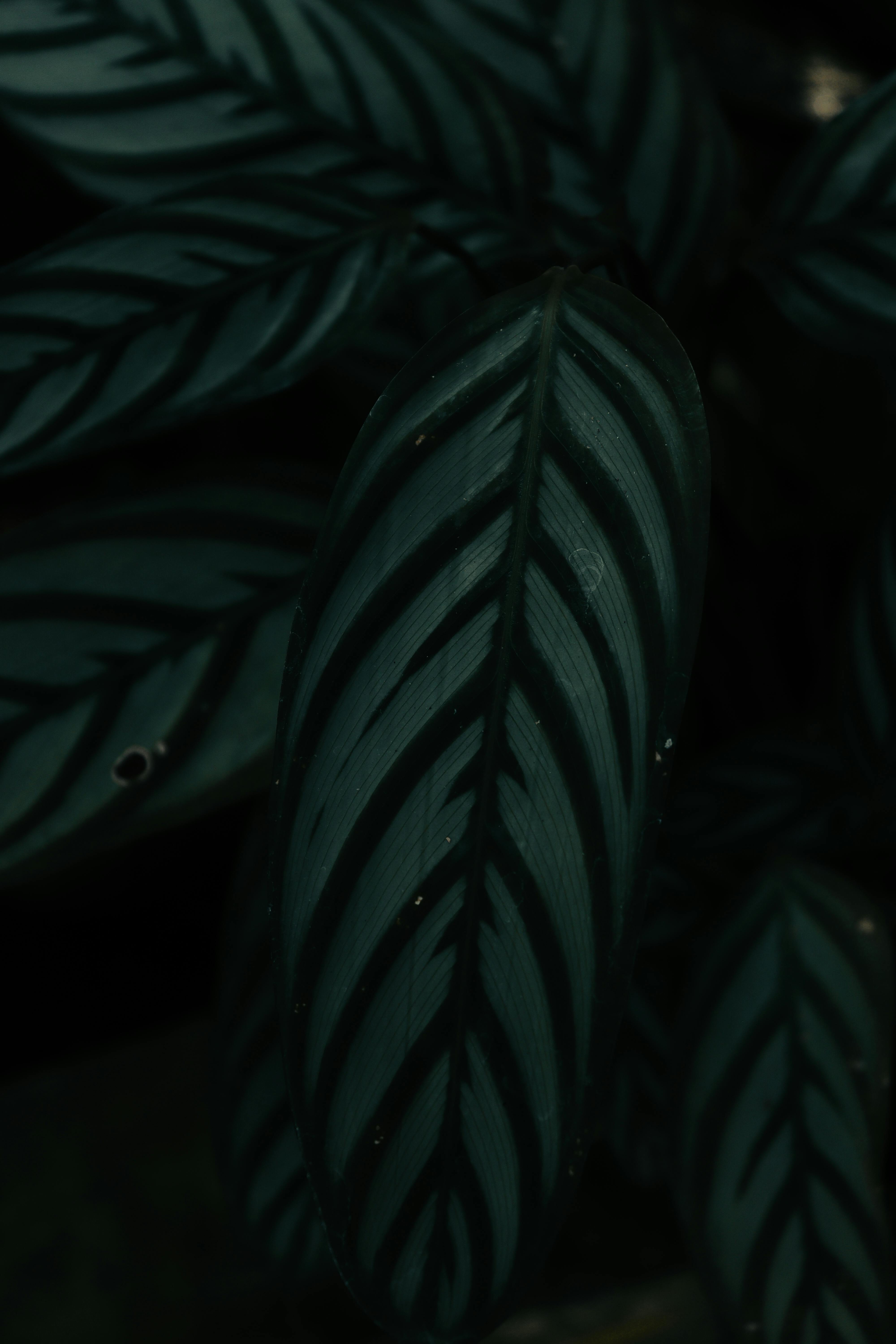 A Close-up Shot Of Green Leaves · Free Stock Photo