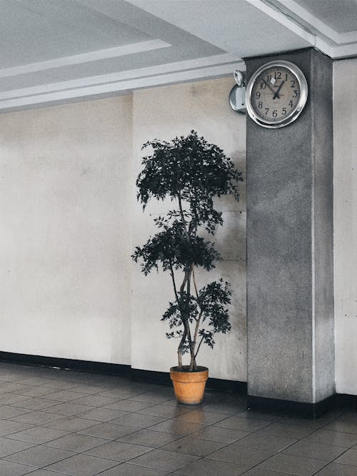 Free A Potted Plant Beside the Wall with Clock Stock Photo