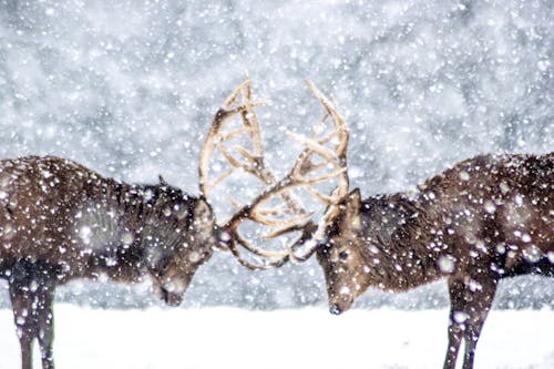 Darmowe zdjęcie z galerii z fotografia zwierzęcia, jeleń, opady śniegu