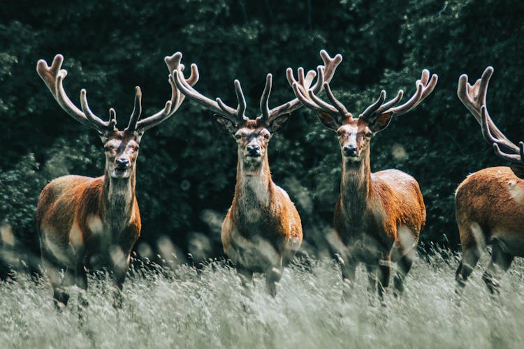 An Herd Of Deer 