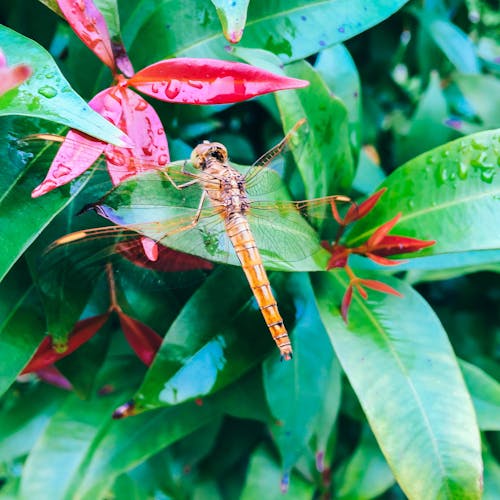 Free stock photo of animal, dragonfly, green