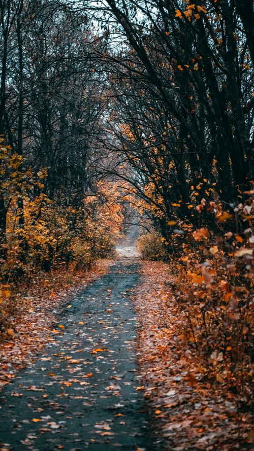 Asphalt Road in Between Bare Trees · Free Stock Photo