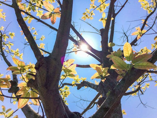 Безкоштовне стокове фото на тему «дерева, золотий, небо»