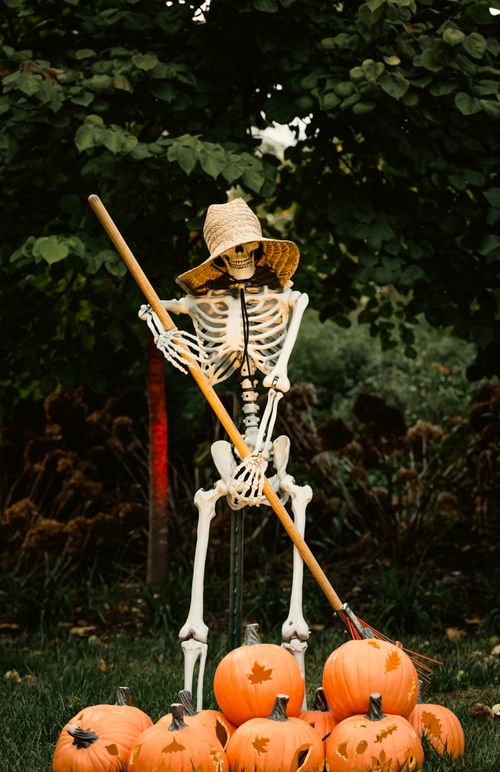 Free A spooky garden scene featuring a skeleton with a hat surrounded by pumpkins, perfect for Halloween decor. Stock Photo