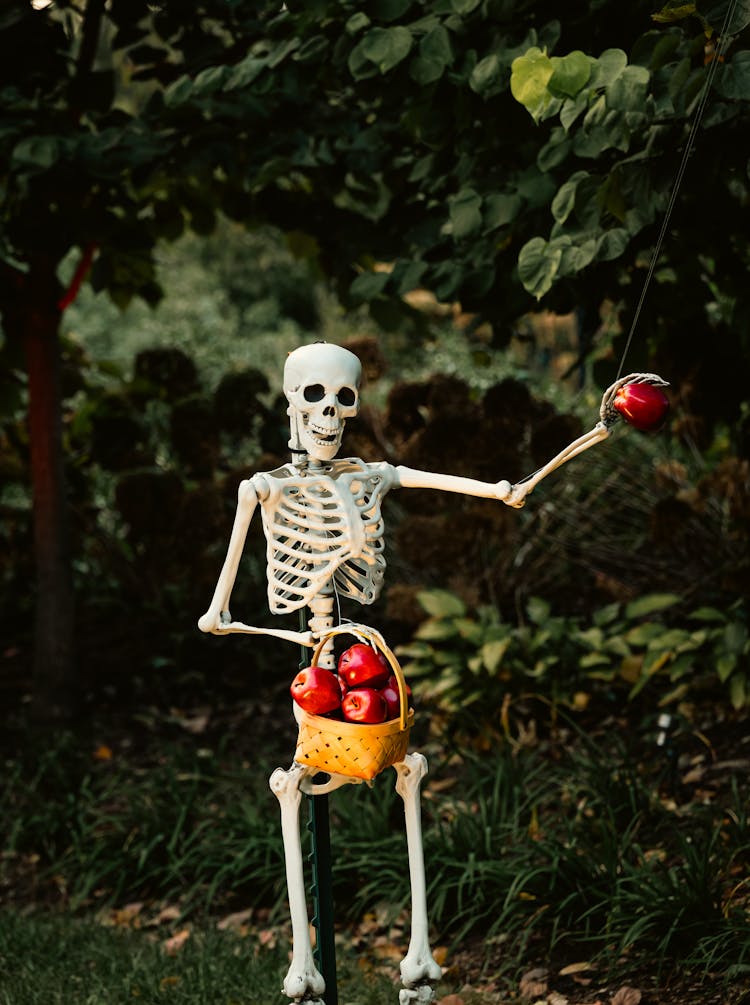 Skeleton With Apples Basket