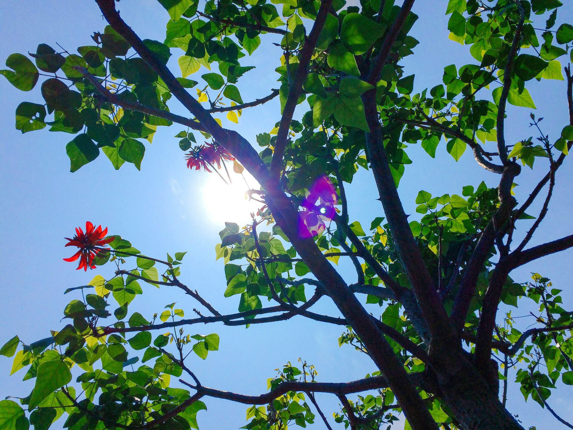 A sunlit tree with bright green leaves and red flowers against a clear blue sky.