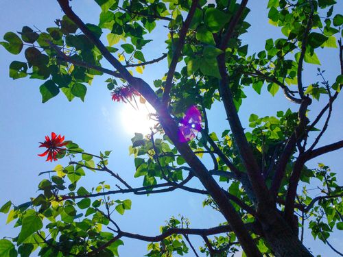 Free A sunlit tree with bright green leaves and red flowers against a clear blue sky. Stock Photo